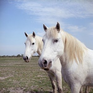 135923505_b4121a19c0