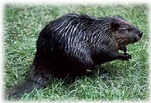 Beaver